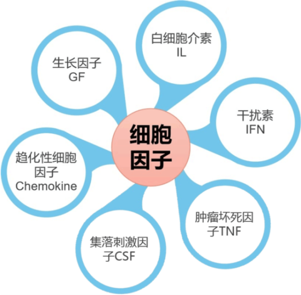 胡曼智造与您分享细胞间的交流“信使”——细胞因子